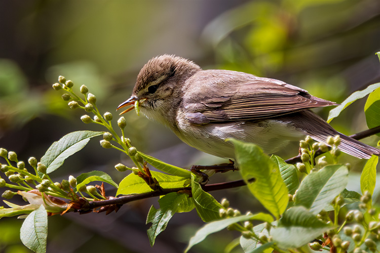 Phylloscopus trochilus Willow warbler eating caterpillar